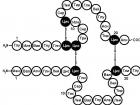 Вторичная структура белка обусловлена какой связью